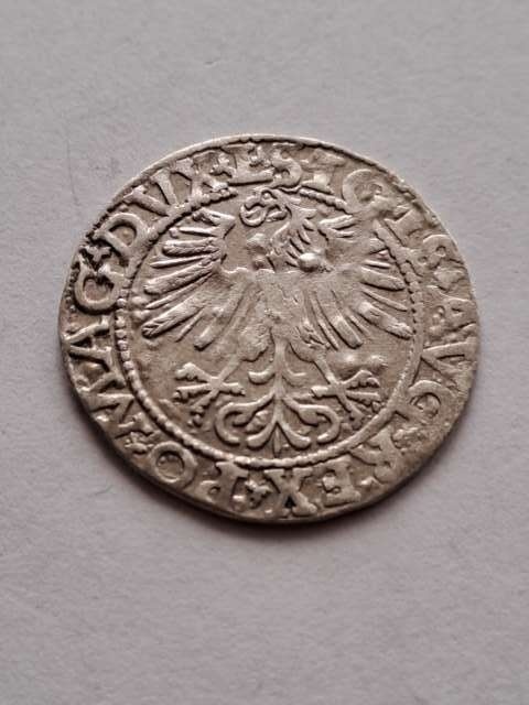 Półgrosz Zygmunt II August 1562 r